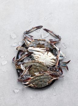 [산지직송] 자연산 가을꽃게(2kg/6-10미)